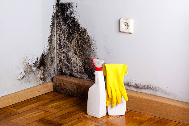 Best DIY Mold Remediation in USA